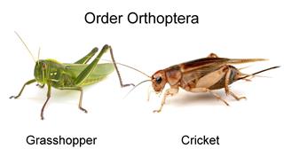 Grasshopper???isolated