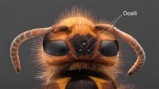 Extreme magnification - Giant Wasp