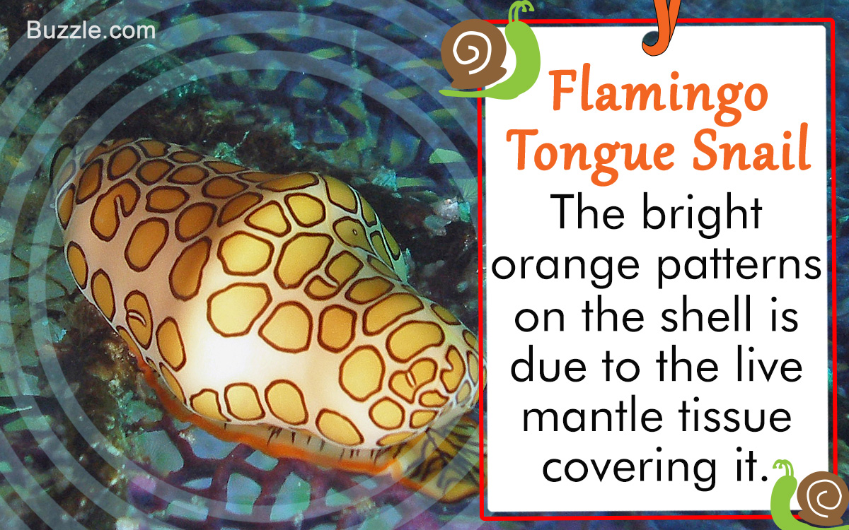 Facts about Flamingo Tongue Snail