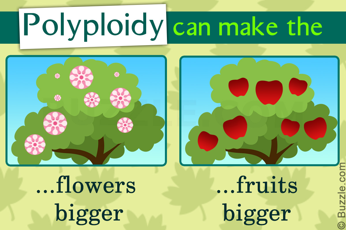 Benefits of Polyploidy in Plants