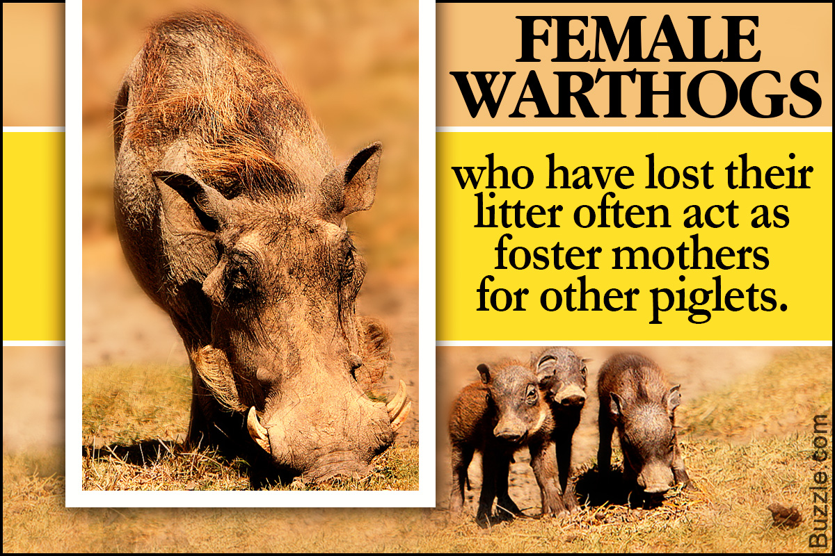 Interesting Facts about Warthogs
