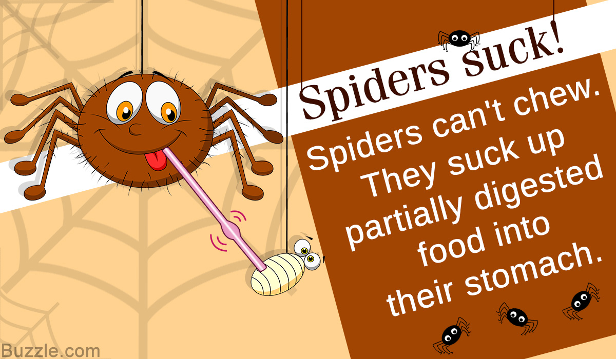 Anatomy of Spiders