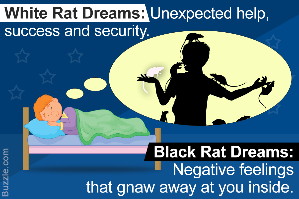 What Does it Mean When You Dream About Rats?