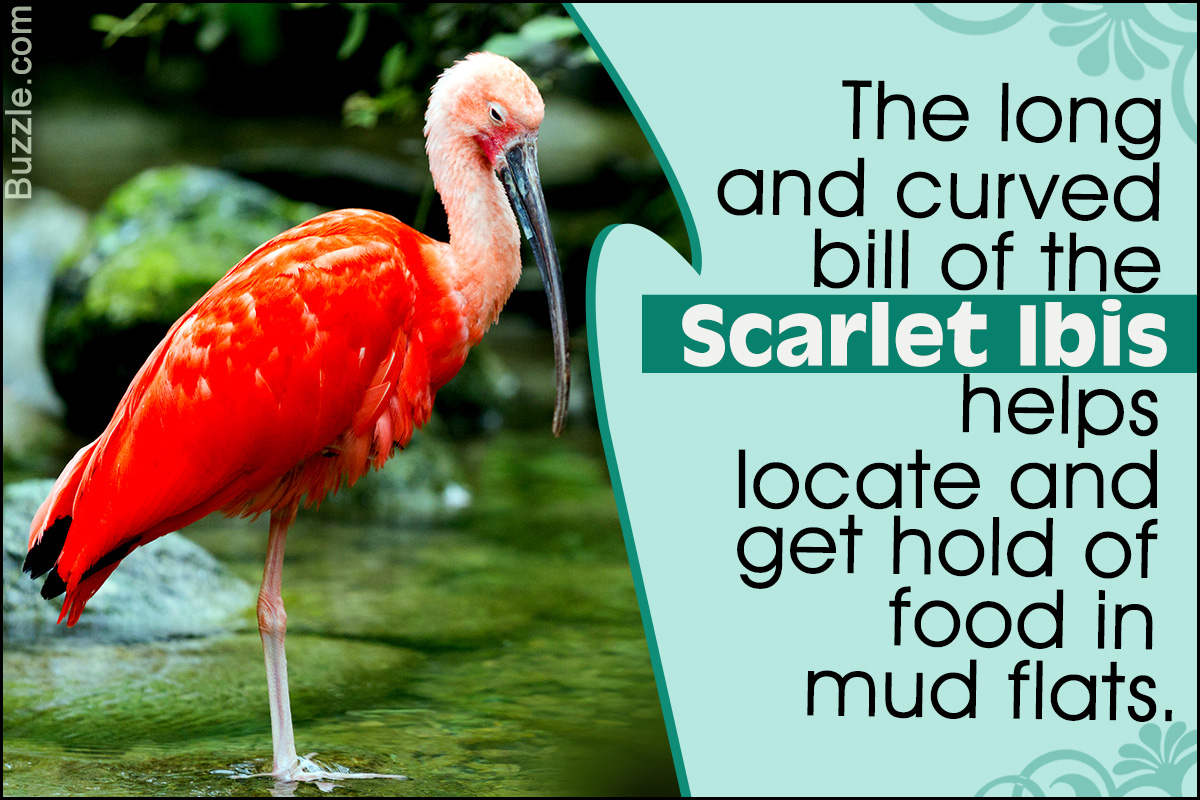 Facts About the Scarlet Ibis