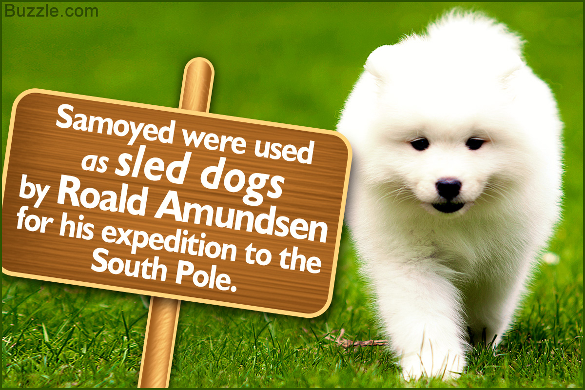 Interesting Facts About the Samoyed Dog Breed