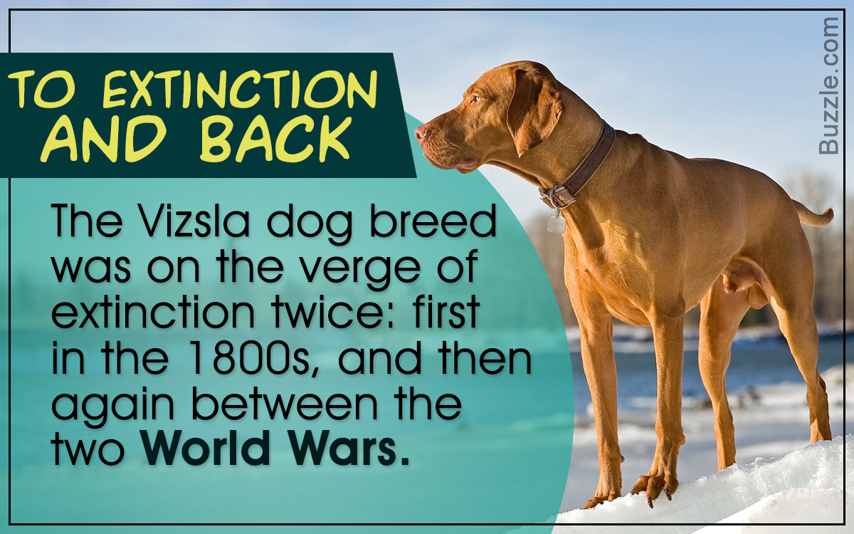 Facts About the Vizsla Dog Breed
