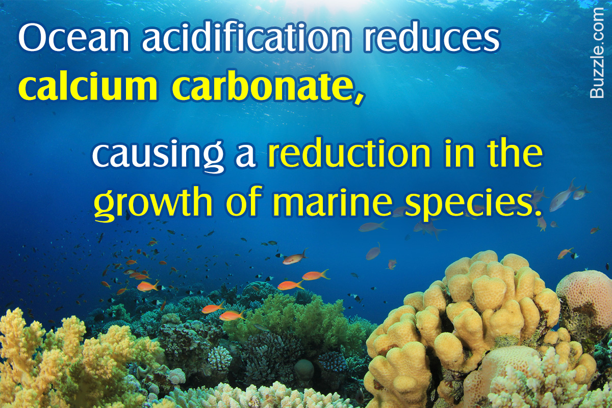 Effects of Ocean Acidification on Marine Life