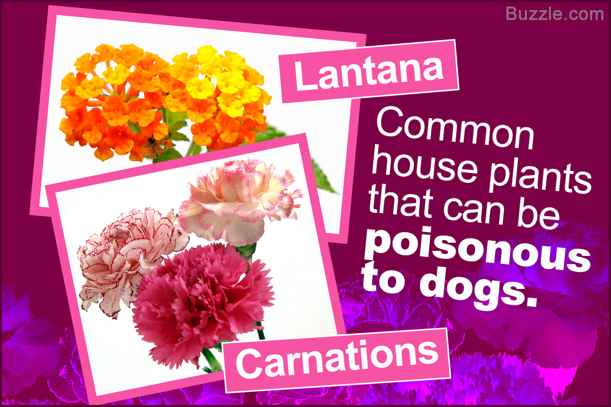 List of Common Plants that Make Dogs Sick