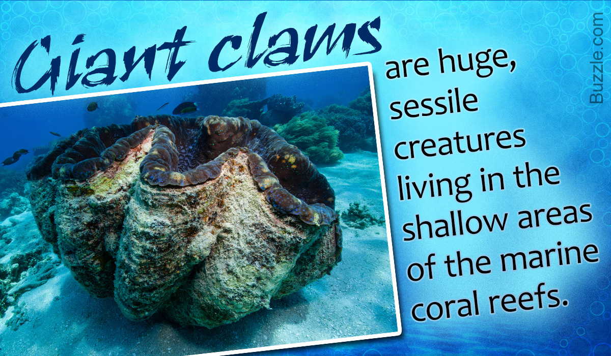 Interesting Facts About the Giant Clam
