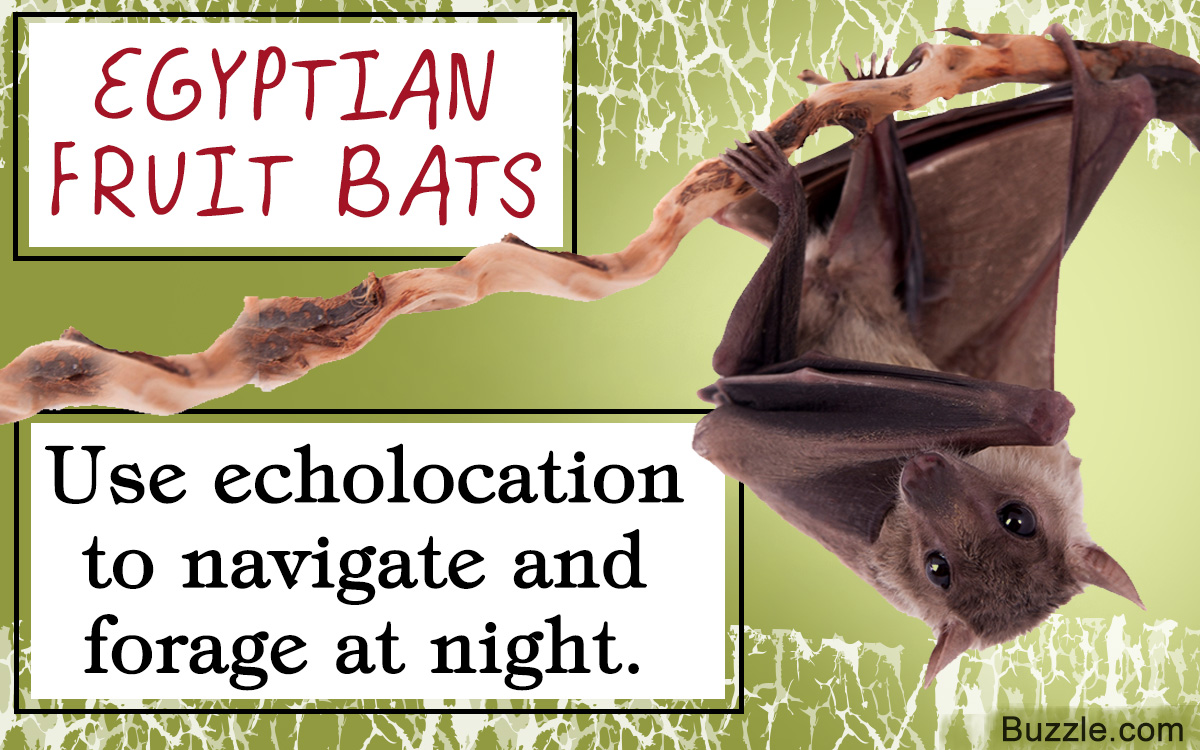 Facts About the Egyptian Fruit Bat