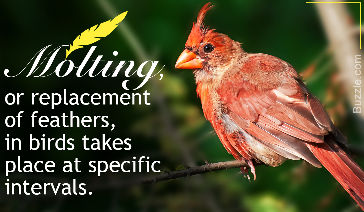 Molting in Birds Explained