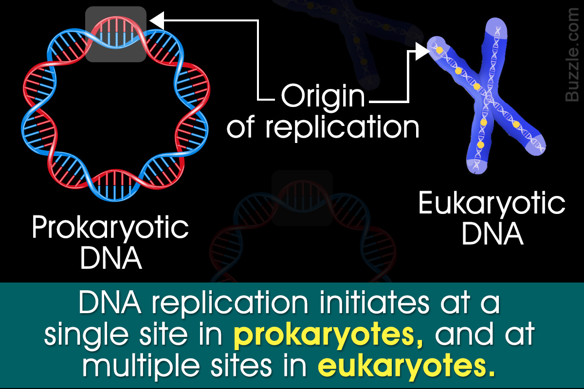 Prokaryotic Vs. Eukaryotic DNA Replication