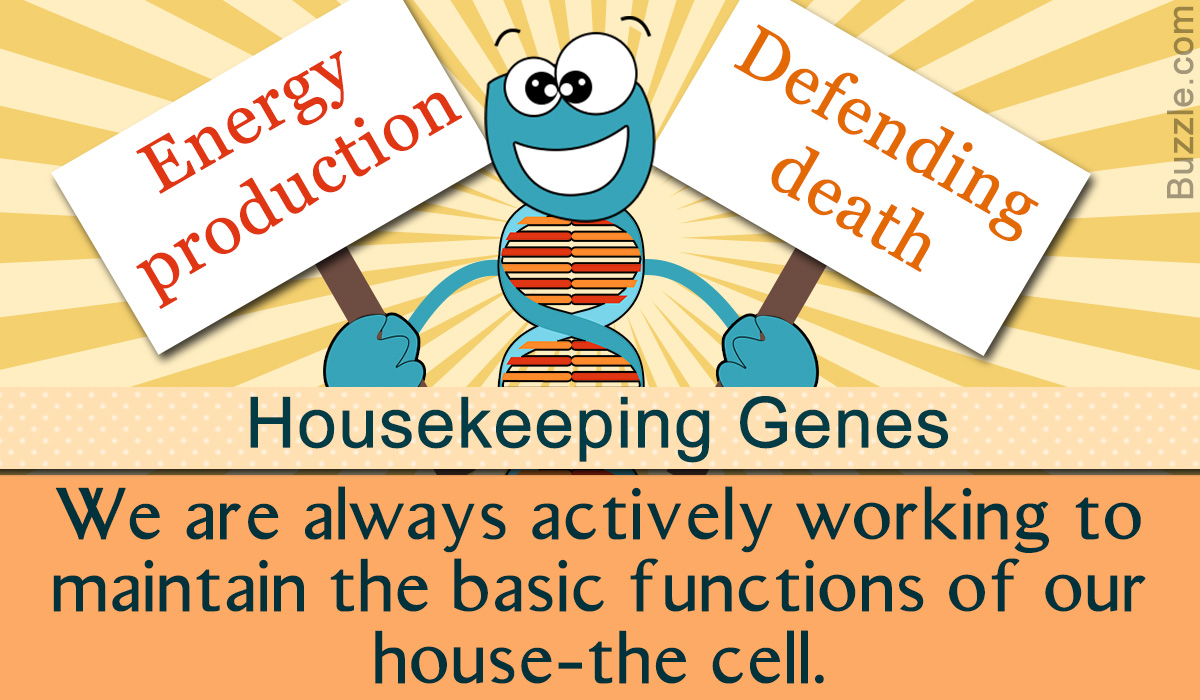 The Importance of Housekeeping Genes