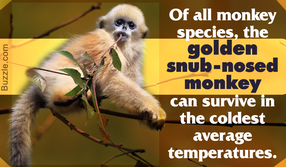 Facts about the Golden Snub-nosed Monkey