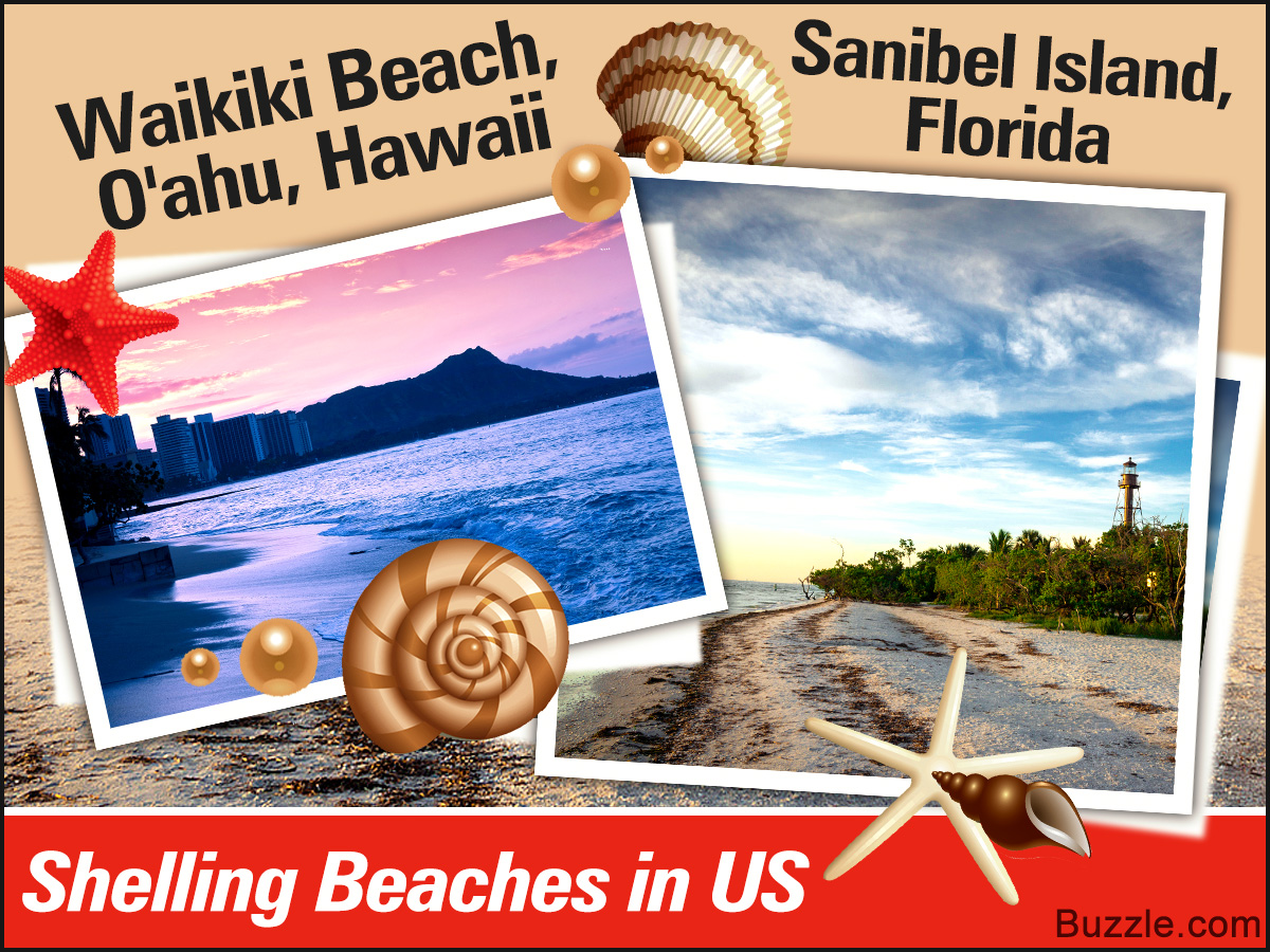 Top 10 Shelling Beaches in the US