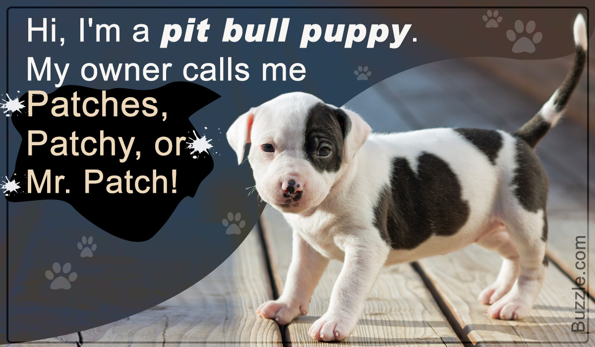 List of Names for Pit Bull Puppies