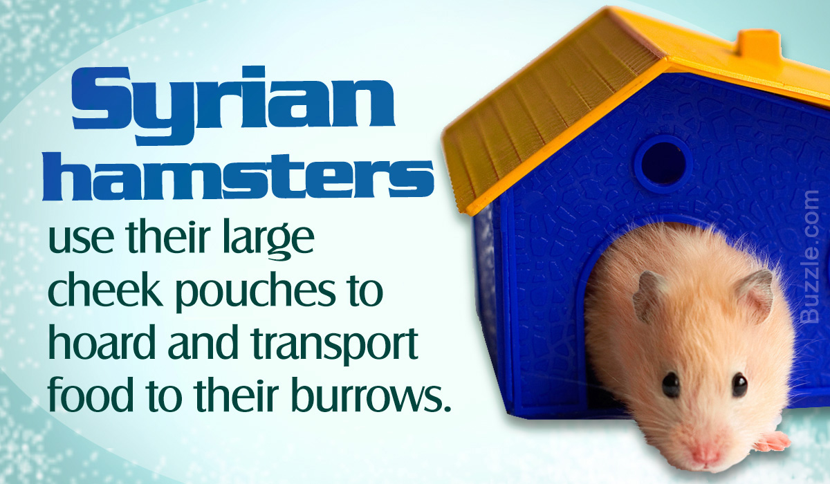 Interesting Facts About Syrian Hamsters