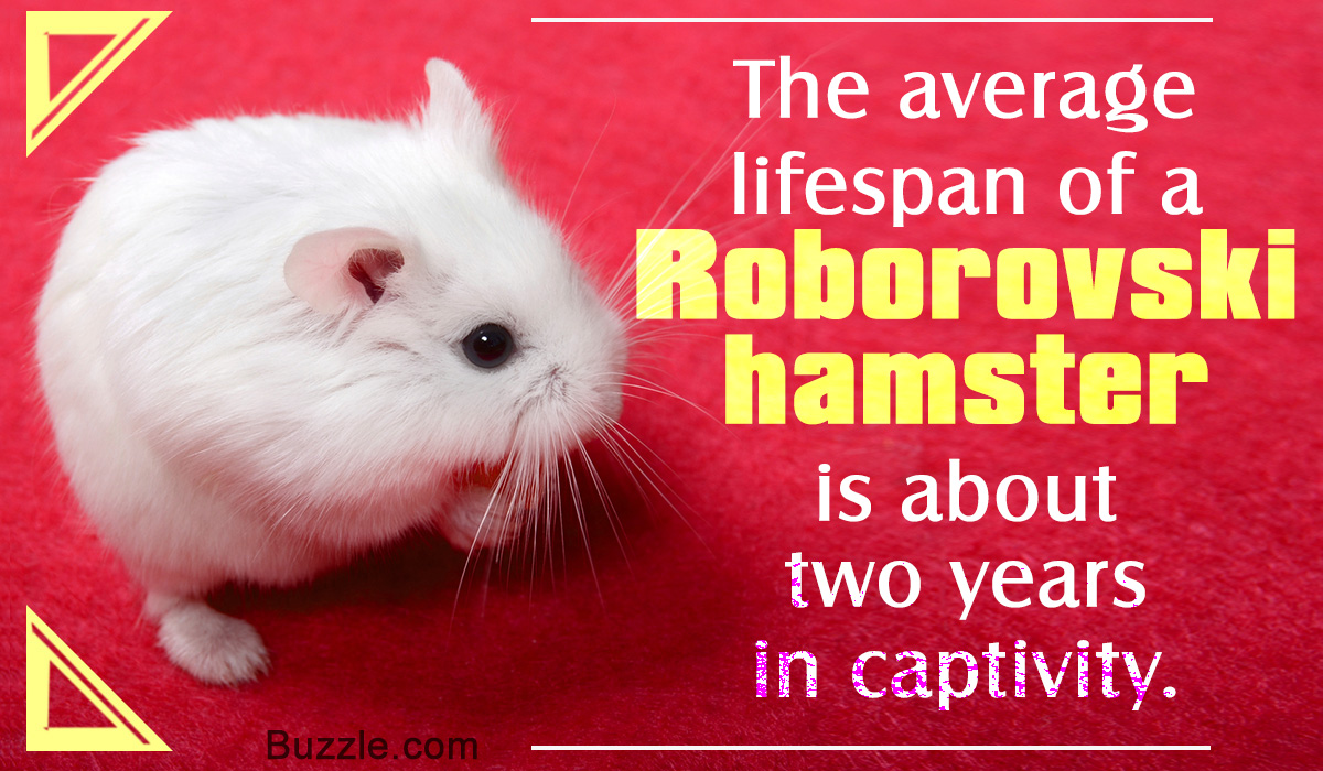 A Guide to Roborovski Hamsters