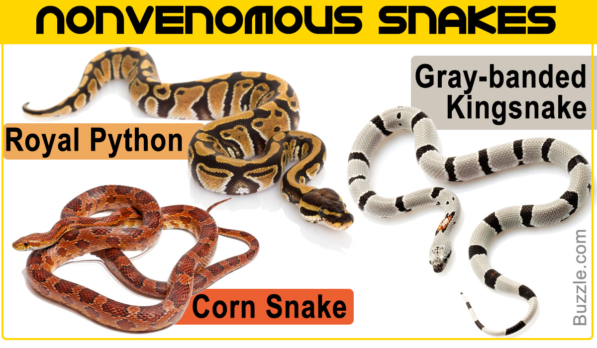 List of Nonvenomous Snakes with Pictures