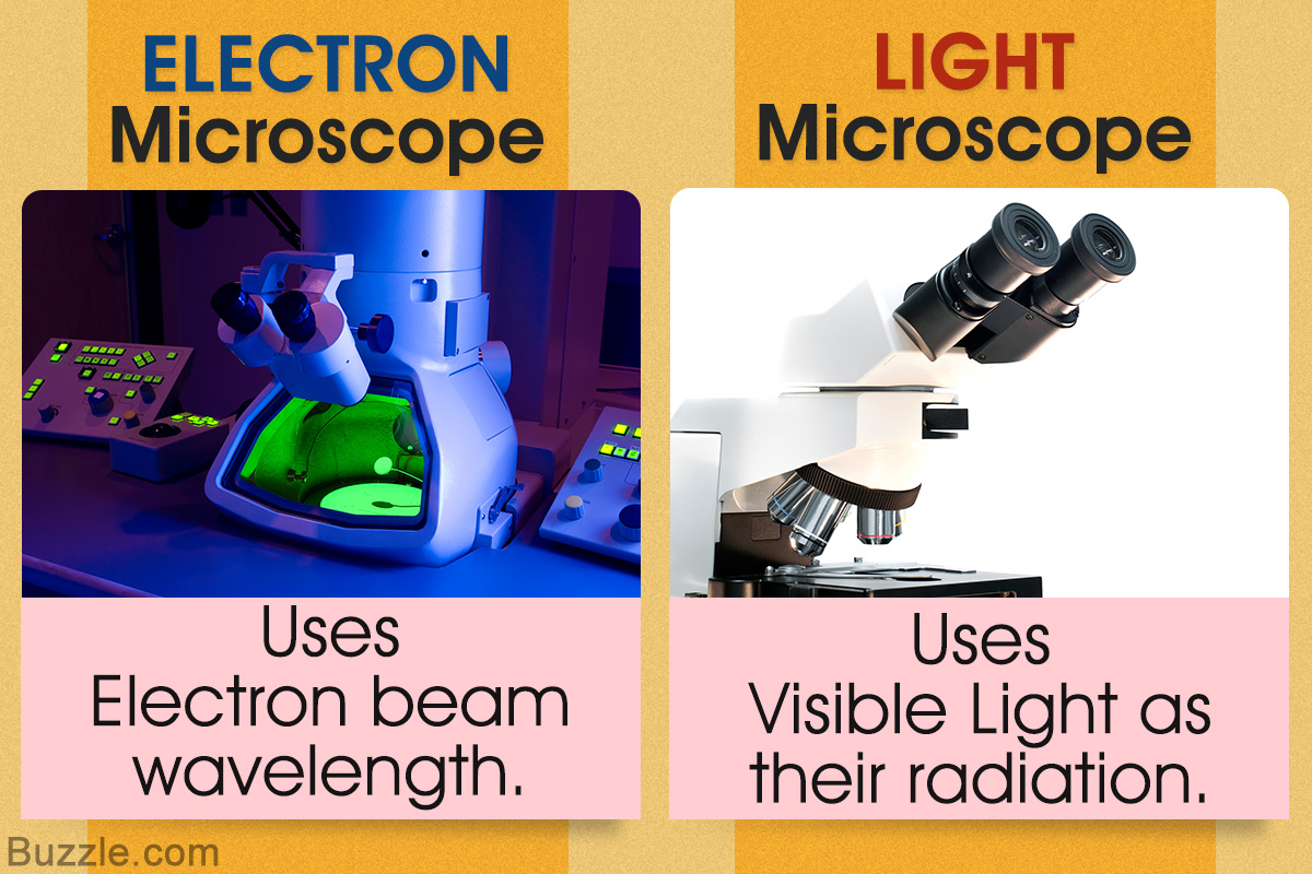 Light Microscope Vs. Electron Microscope