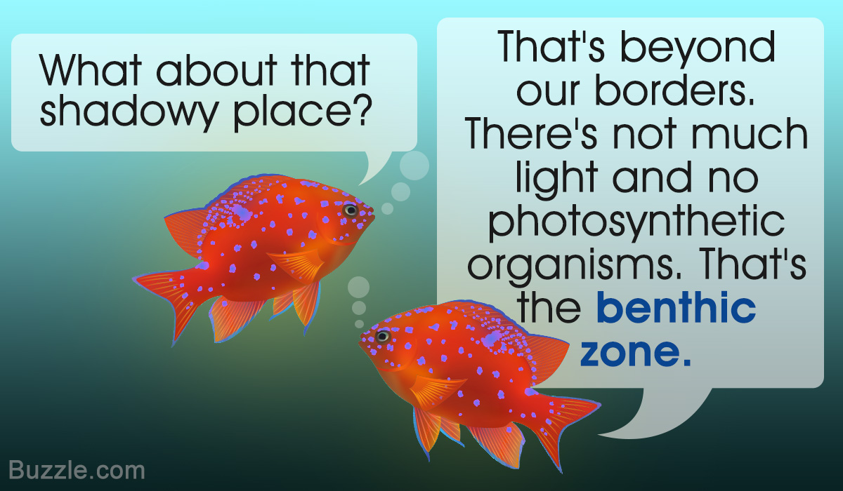 Interesting Facts About the Benthic Zone
