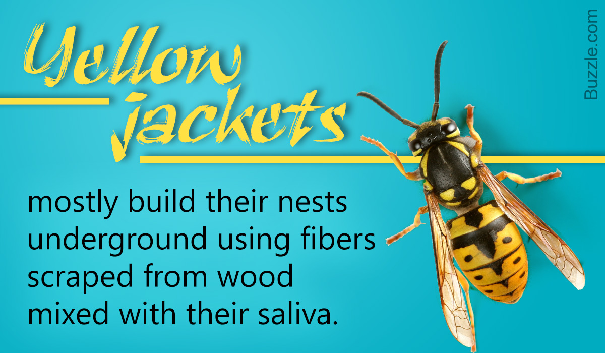 Interesting Facts about Yellow Jackets