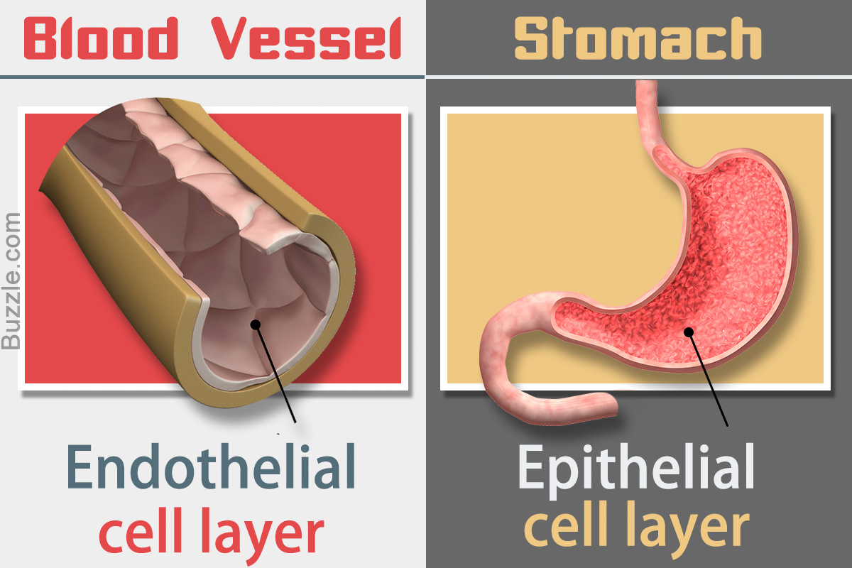Difference Between Endothelial Cells and Epithelial Cells