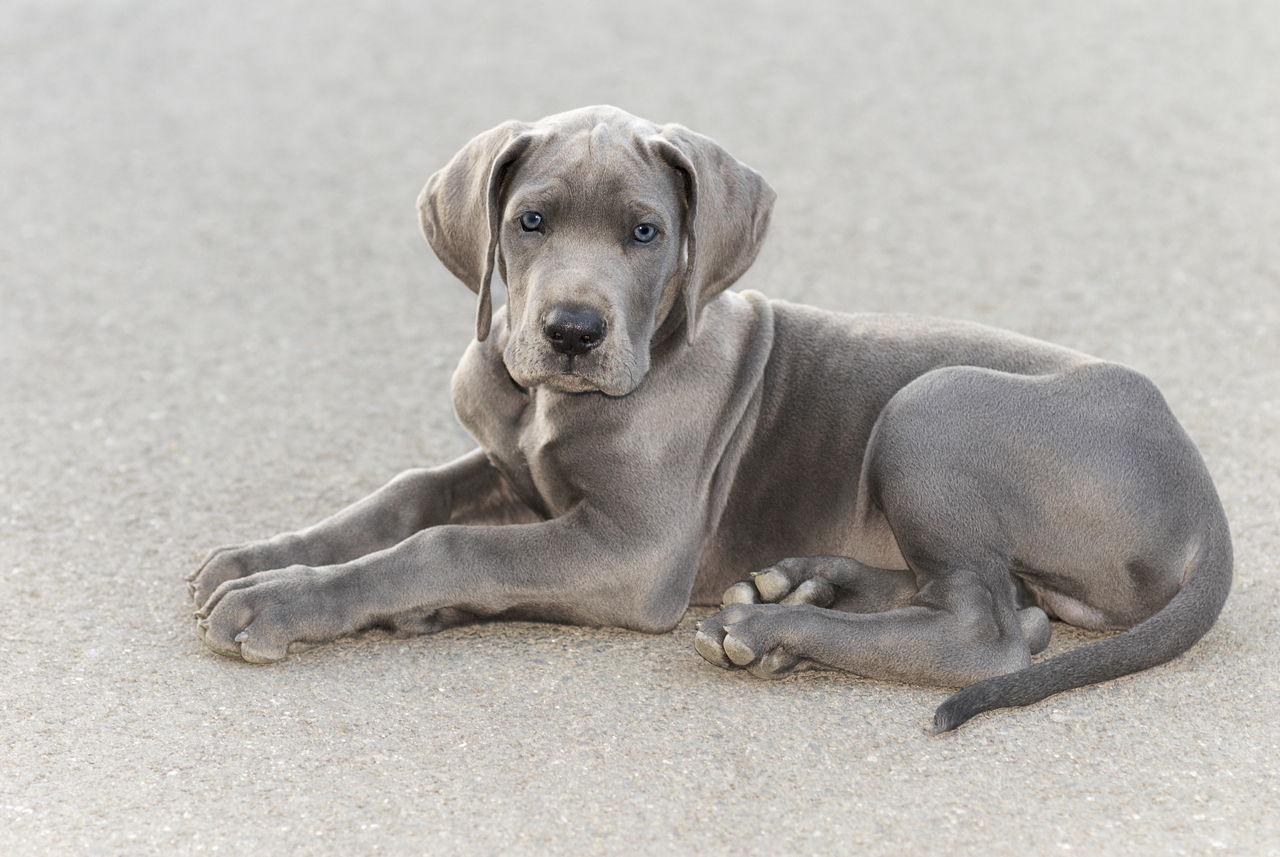 Most Charming Dog Breeds That Surprisingly Have Blue Eyes
