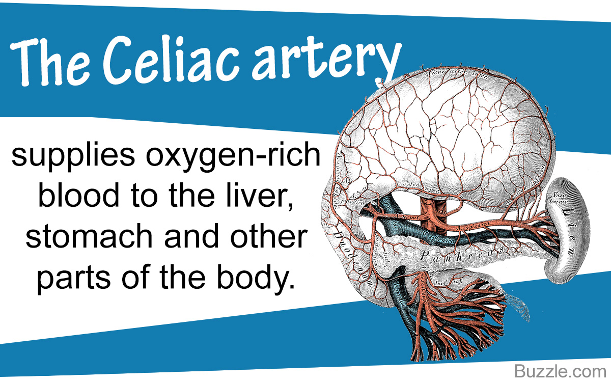 Labeled Celiac Artery Diagram and Function