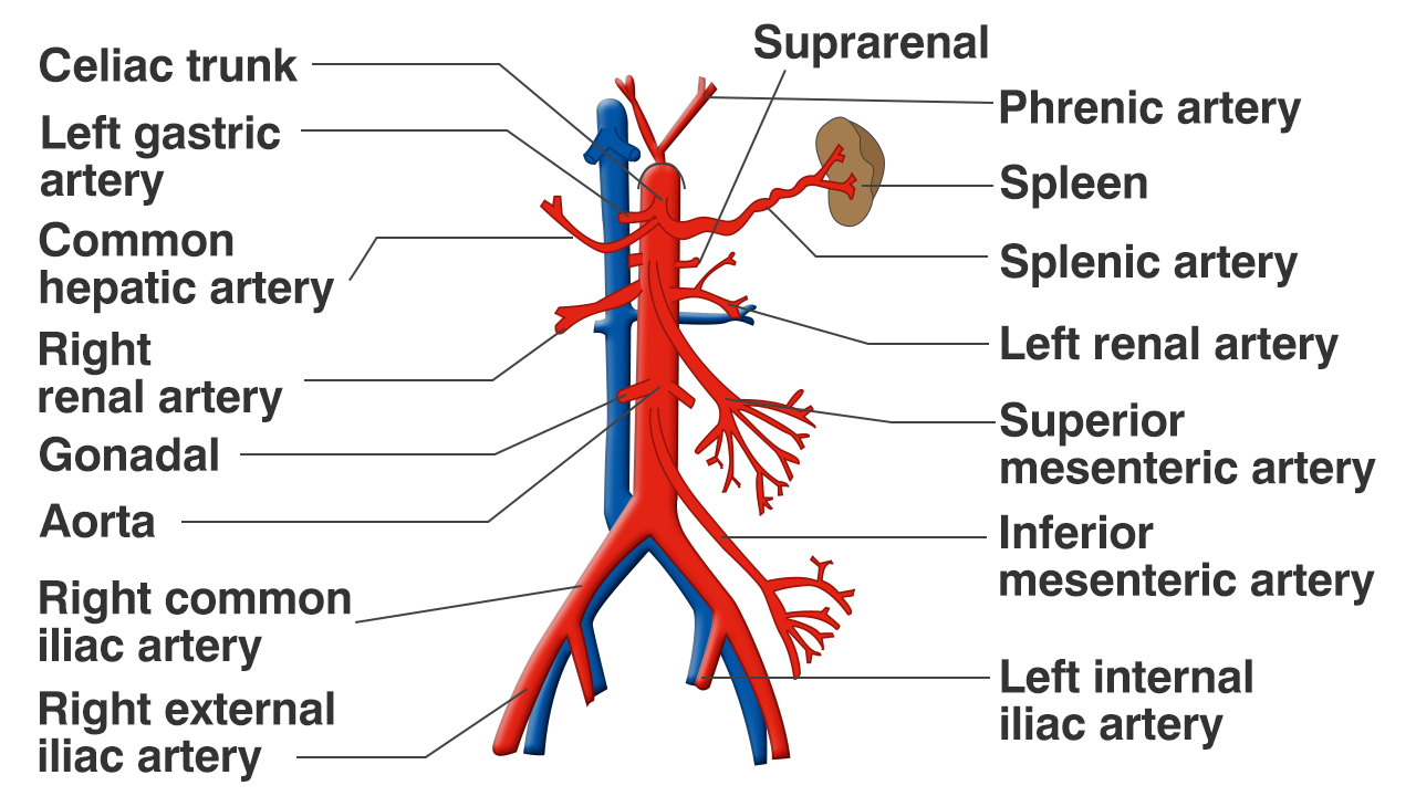 Functions of the Celiac Artery Explained With a Labeled ...
