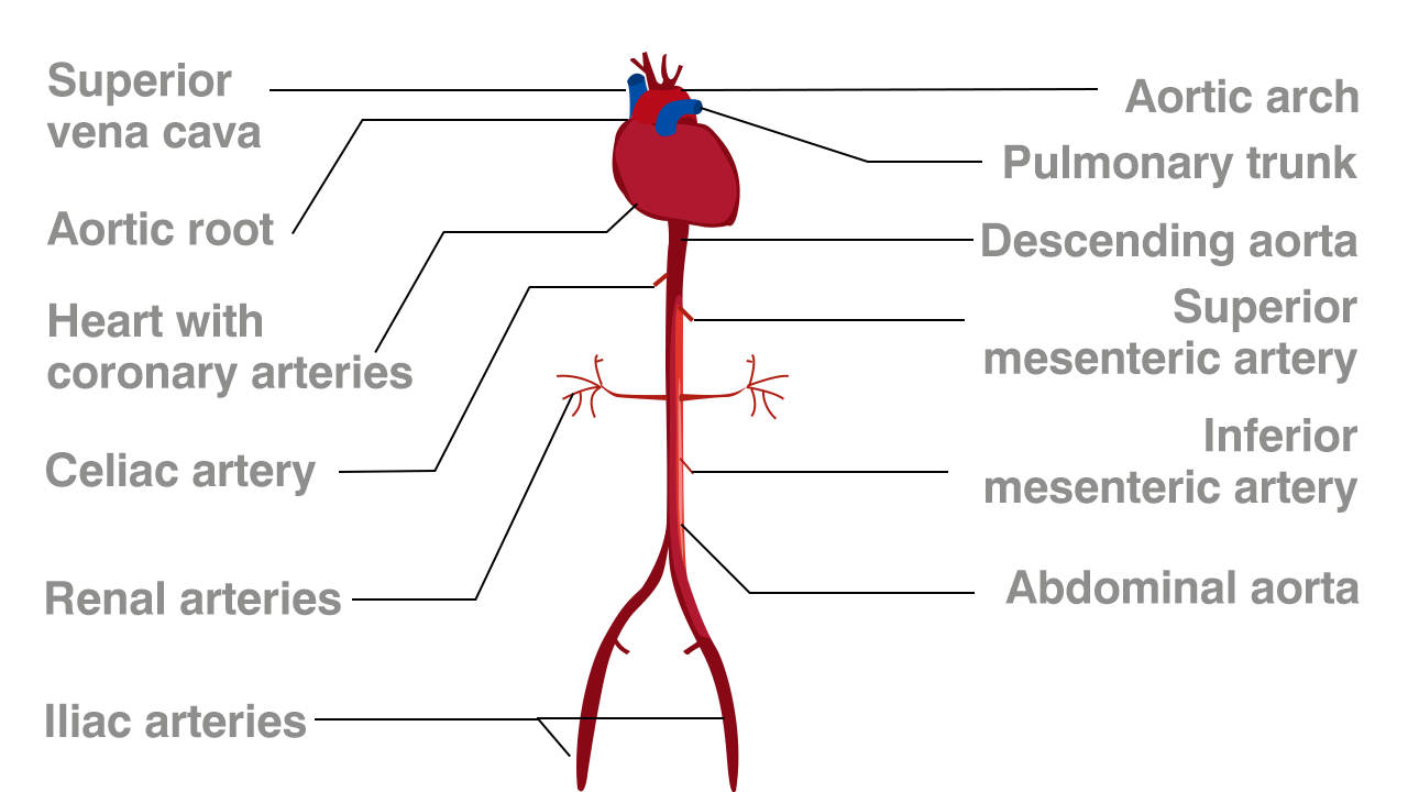 Functions Of The Celiac Artery Explained With A Labeled Diagram