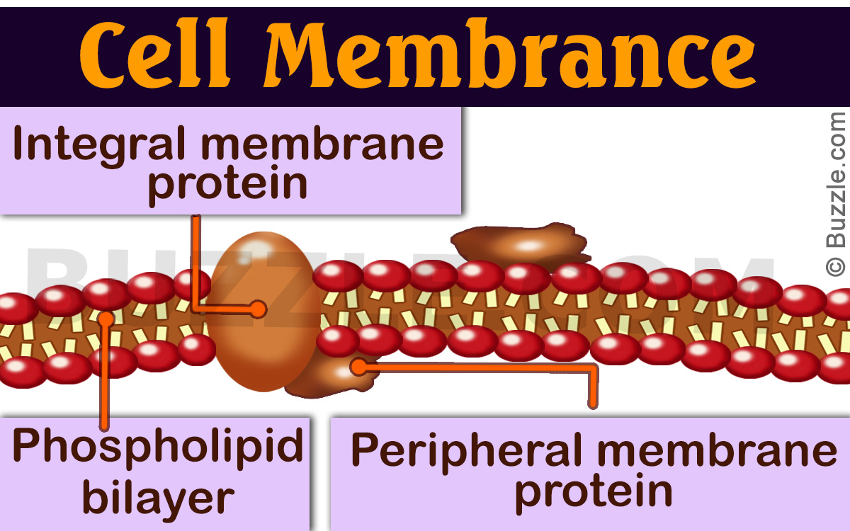 Difference Between Peripheral and Integral Membrane Proteins