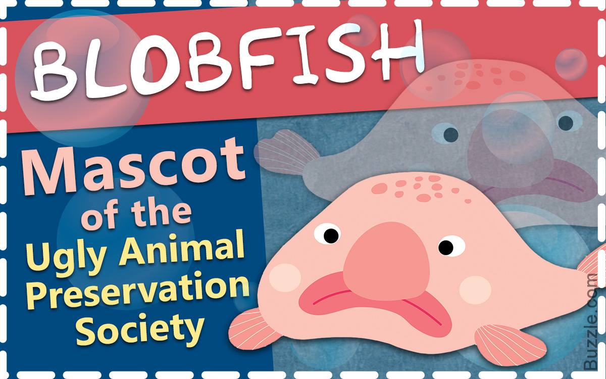 13 Facts About Blobfish: The Ugliest Fish in the Ocean