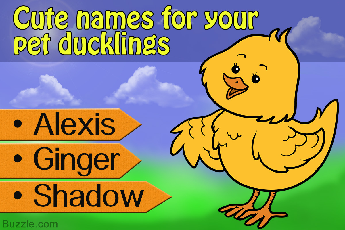 Adorable Names for Your Pet Duckling