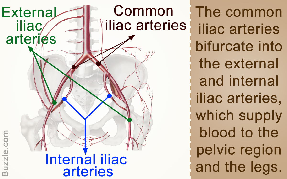Anatomy and Function of the Common Iliac Artery With Labeled Diagrams