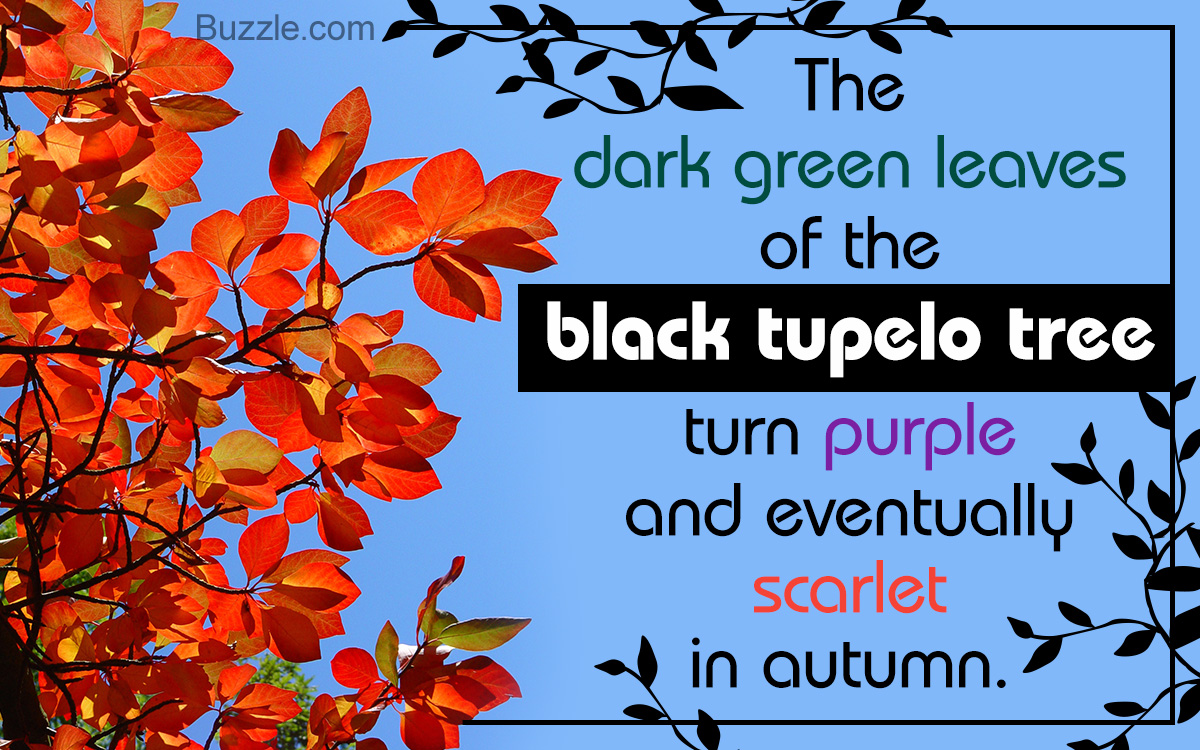 Facts about Black Tupelo Trees