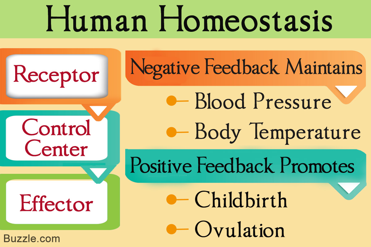 Understanding Negative and Positive Feedback in Homeostasis