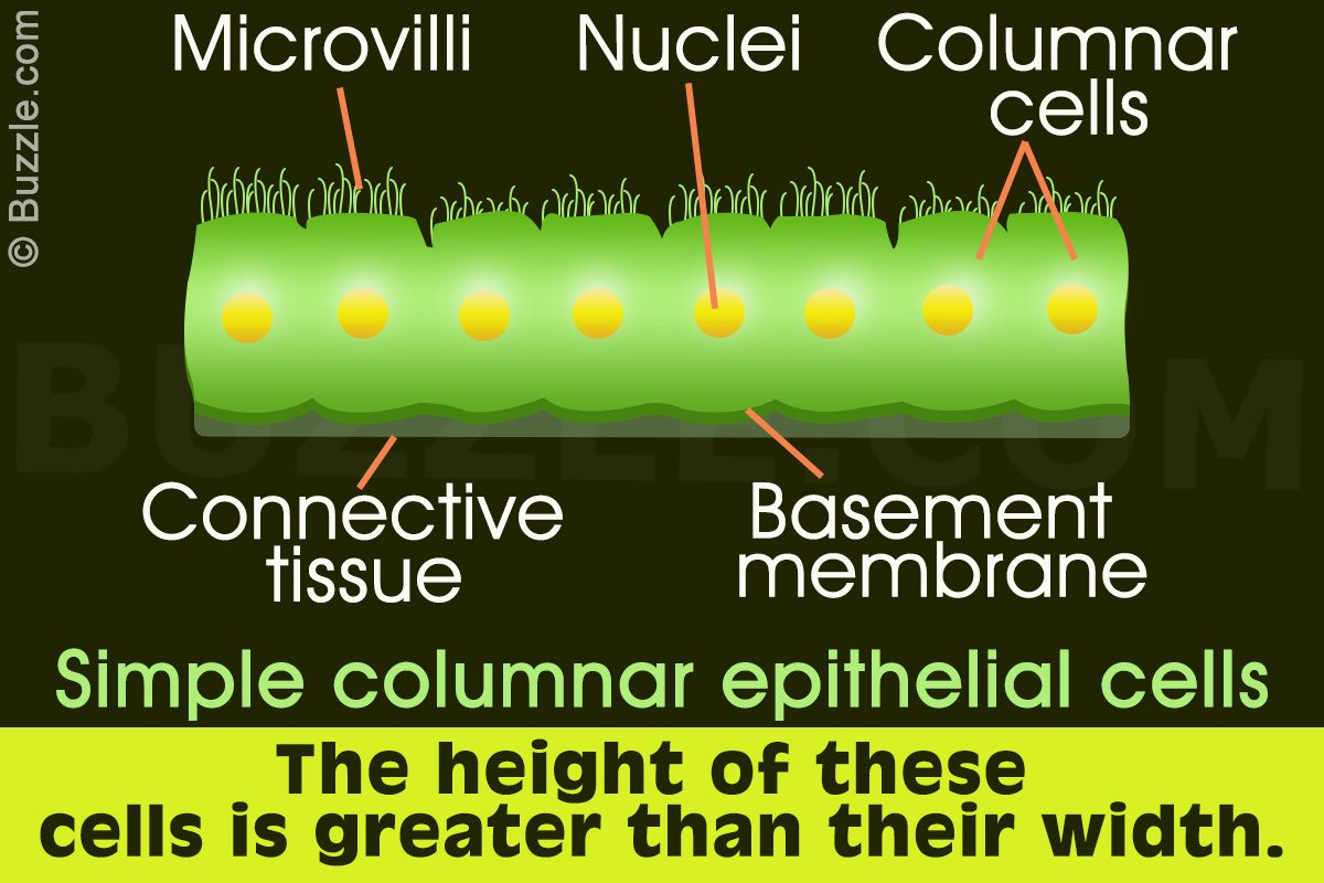 Simple Columnar Epithelium: Labeled Diagram and Function
