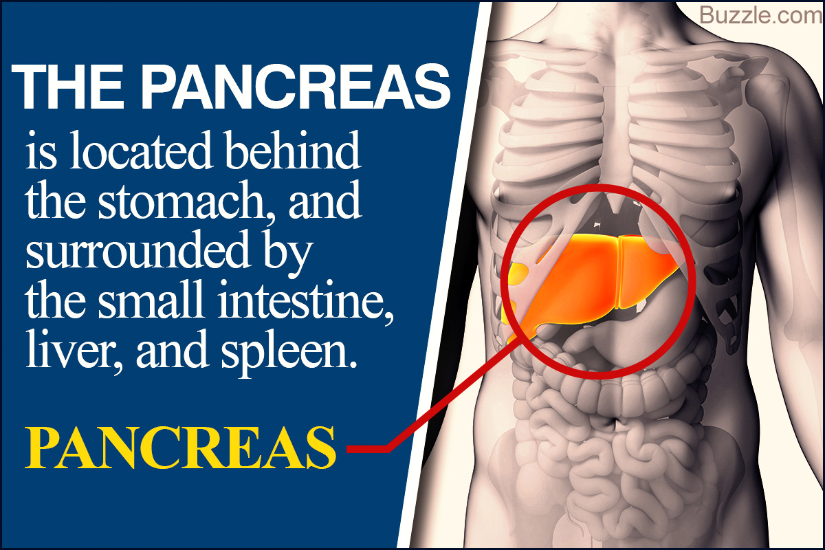 Anatomy of the Human Pancreas with Labeled Diagrams