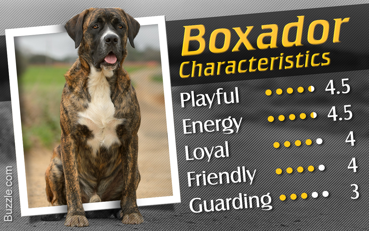 Characteristics of Boxer-Labrador Mix Breed