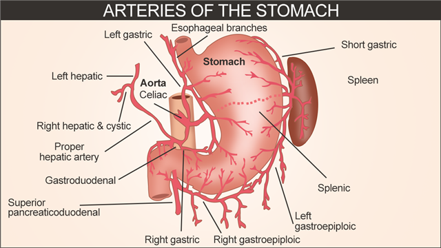 Arteries of the Stomach