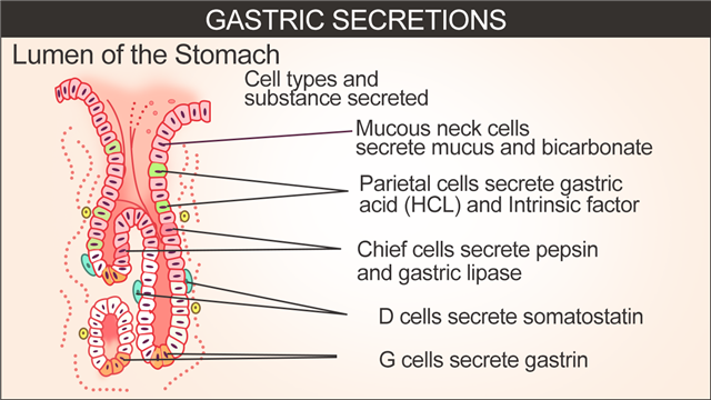 Secretion of Gastric Juices