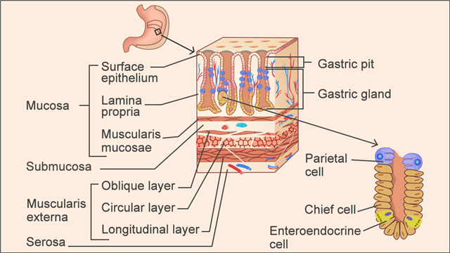 Gastric Mucosa and Stomach lining