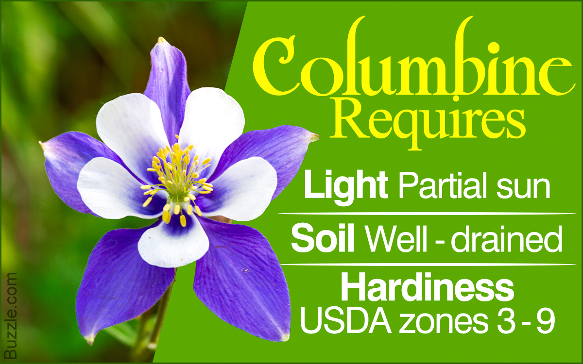 How to Grow and Care for Columbine Flowers