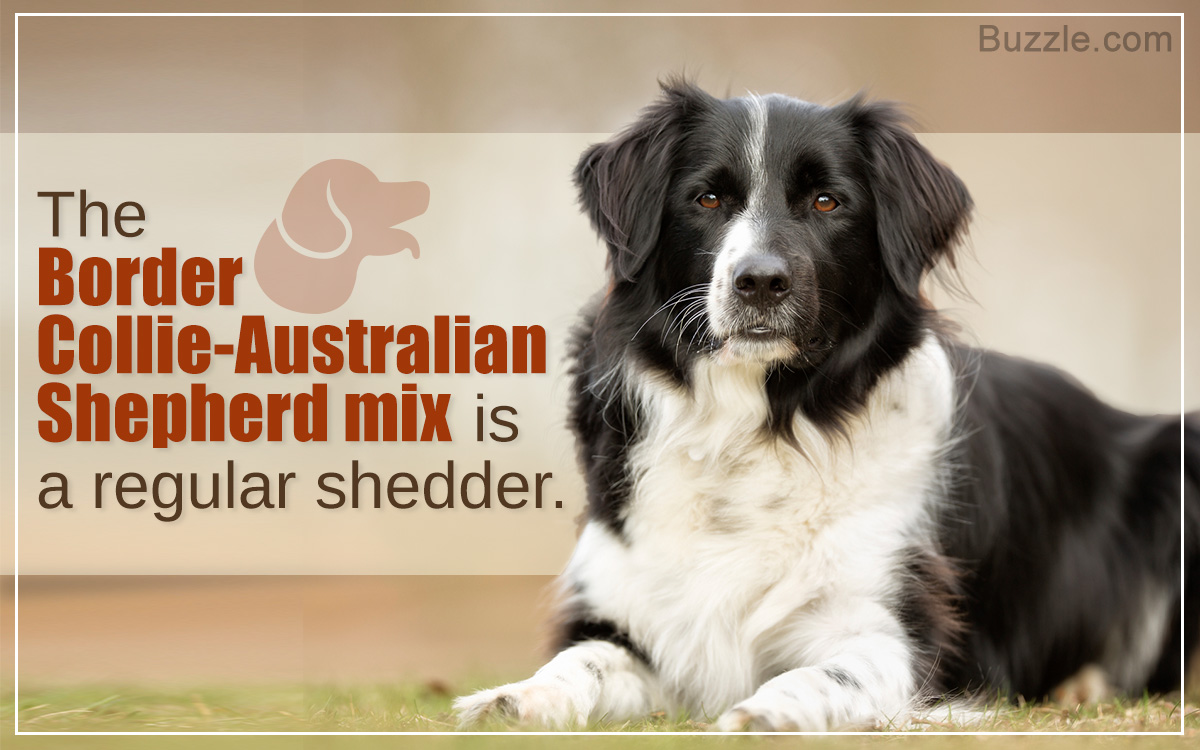 mini australian shepherd and border collie mix