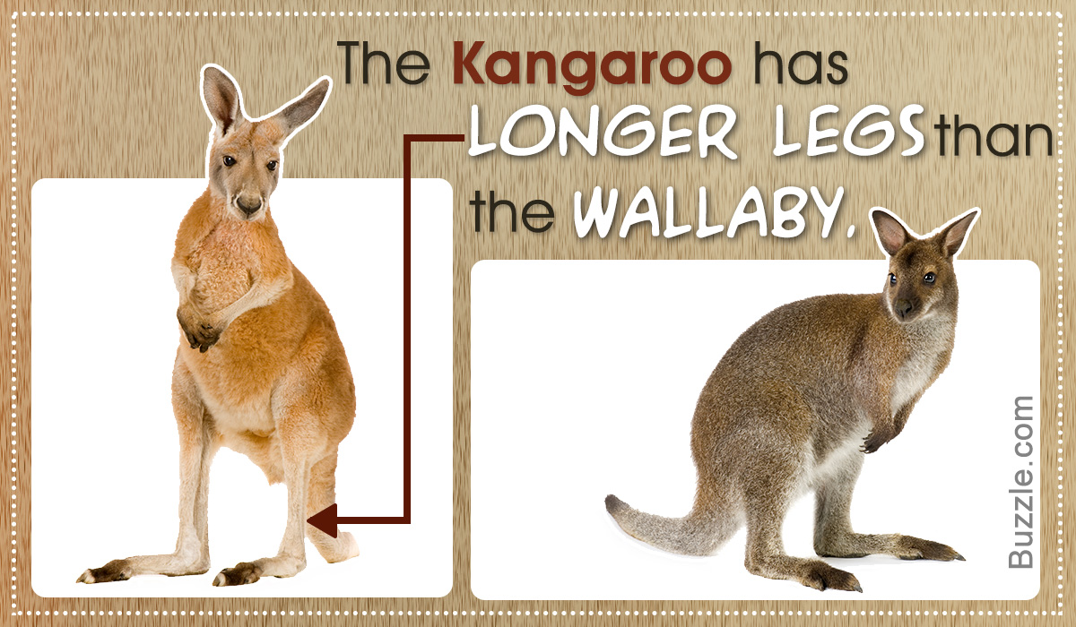 How is a Wallaby Different from a Kangaroo?