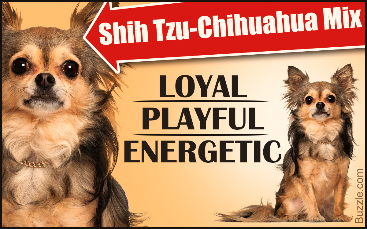 Personality Traits of a Shih Tzu-Chihuahua Mix
