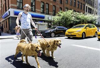 Man Walking Dogs in City Outdoors Summer