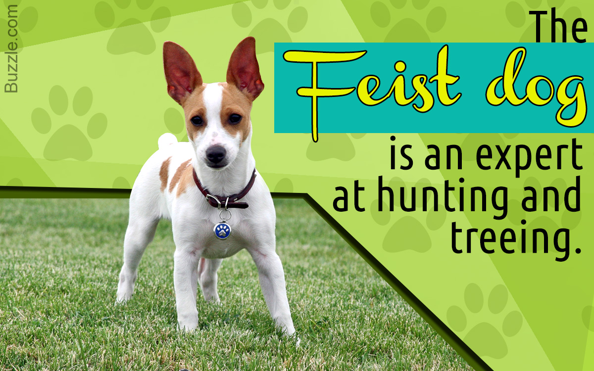 Information About the Feist Dog Breed