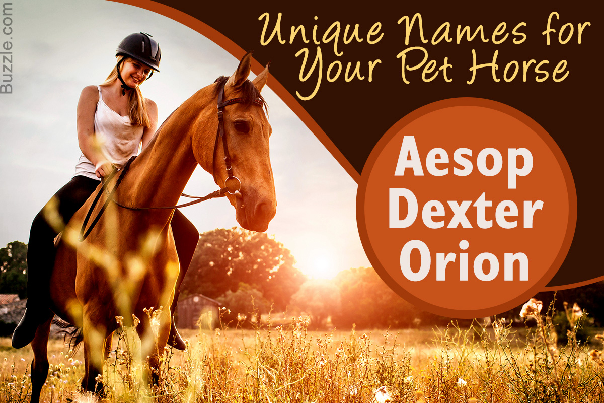 Unique Names for Your Pet Horse